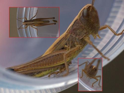 Réf. 300 942 : Pseudochorthippus parallelus parallelus
